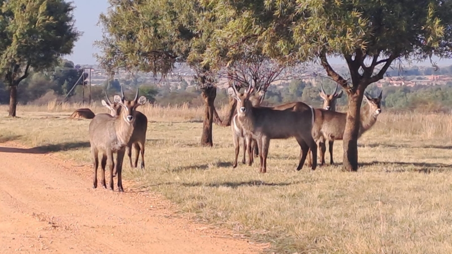 0 Bedroom Property for Sale in Parys Free State